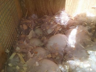 Results of a successful nest box program